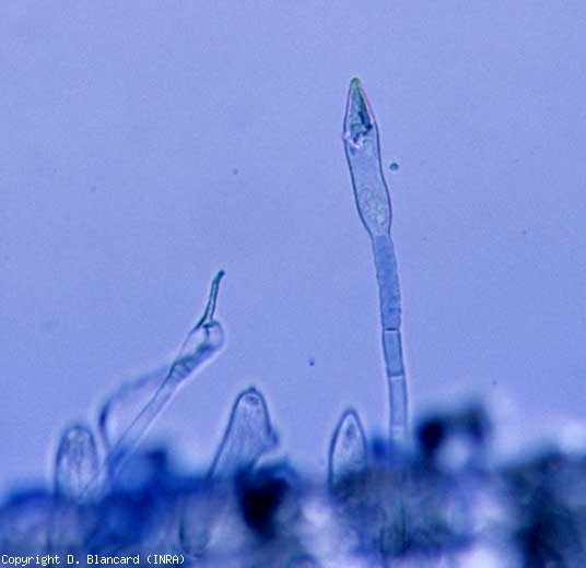 The conidiophores of <b> <i> Leveillula taurica </i> </b>, an obligatory parasitic fungus that cannot be cultivated on artificial media, are long and sometimes branched.  They exit through the stomata and bear conidia, isolated or in very short chains.  Note that this fungus rarely forms cleistothecia.  Powdery mildew