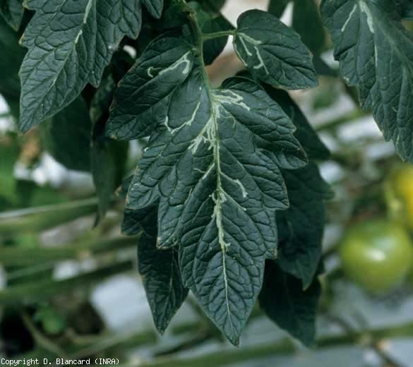 Several rather rectilinear mines and in particular located along the veins are visible on this leaflet.  <b> <i> Liriomyza </i> sp. </b> (leafminers)