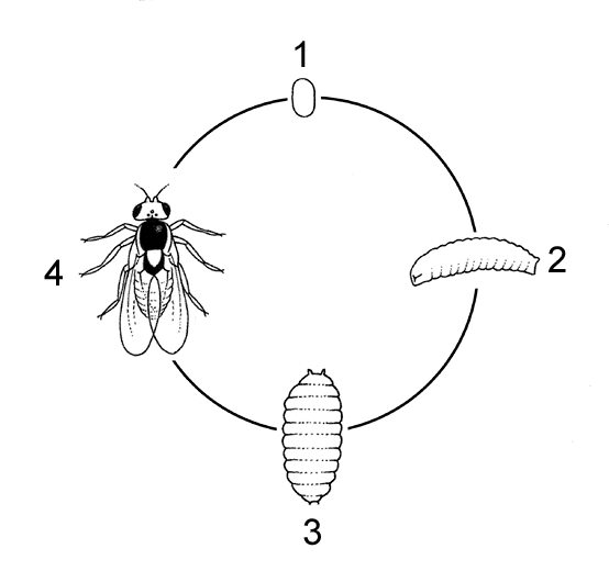 leaf miner life cycle