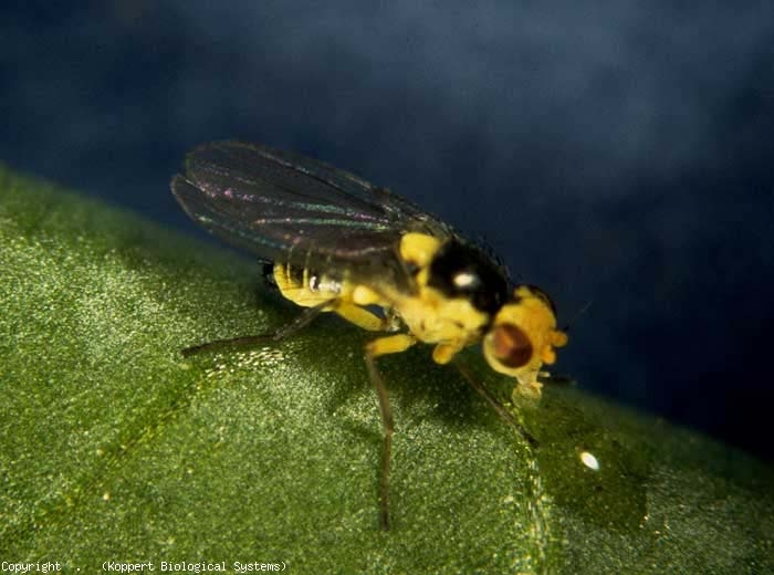 In <b> <i> Liriomyza bryoniae </i> </b> (leafminer), the adult insects are yellow and black.  Females have a black patch on the abdomen.  The flies of <i> L.  trifolii </i> are gray-black in color;  their heads are yellow and their eyes are red.  Yellow spots are visible on the thorax.  Adults of <i> L.  huidobrensis </i> are darker.  Females show a black patch on the abdomen.