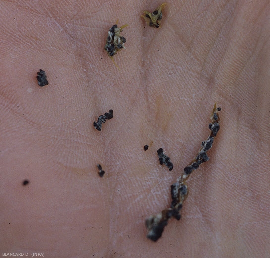 <b> <i> Sclerotinia minor </i> </b> ("<i> Sclerotinia </i> drop") forms small, often aggregated black sclerotia measuring 0.5 to 2 mm in diameter.