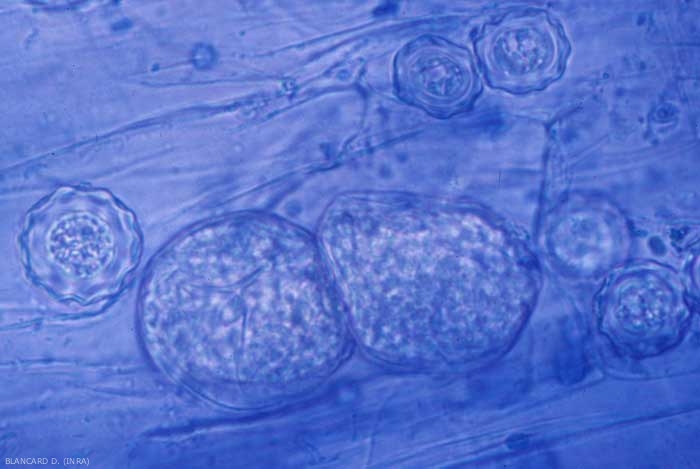 Sporangia and "chlamydospores" (resting spores) of <b> <i> Olpidium virulentus </i> </b> (ex <i> Olpidium brassicae </i>, fungal virus vector) are contained in several host root cells.