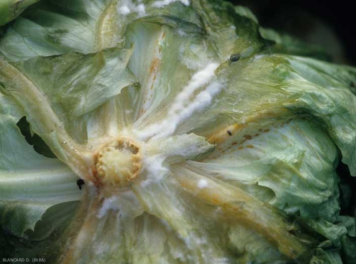 A white, dense mycelium gradually covers the partially decomposed tissue.  <b> <i> Sclerotinia sclerotiorum </i> </b> ("<i> Sclerotinia </i> drop")