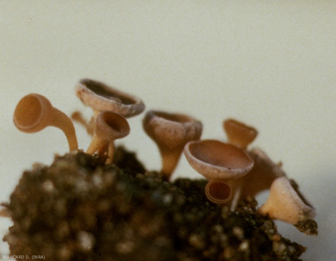 Small and fragile trumpets, beige to brown, form in clusters on the surface of the soil;  these are the apothecia of <b> <i> Sclerotinia sclerotiorum </i> </b> ("<i> Sclerotinia </i> drop").