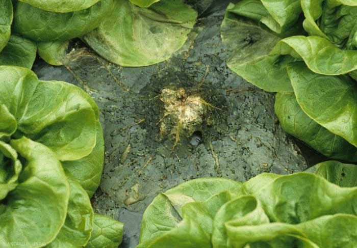 Plant tissue is now completely decomposed.  Only a few main veins of the leaves and the scattered sclerotia of the fungus can be distinguished.  <b> <i> Sclerotinia minor </i> </b> ("<i> Sclerotinia </i> drop")