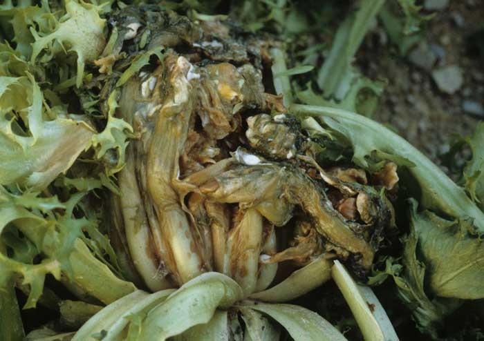The ascospores produced by apothecia can be at the origin of airborne contaminations leading, as is the case with this chicory, to a wet and brown rot of the heart.  <b> <i> Sclerotinia sclerotiorum </i> </b> ("<i> Sclerotinia </i> drop")