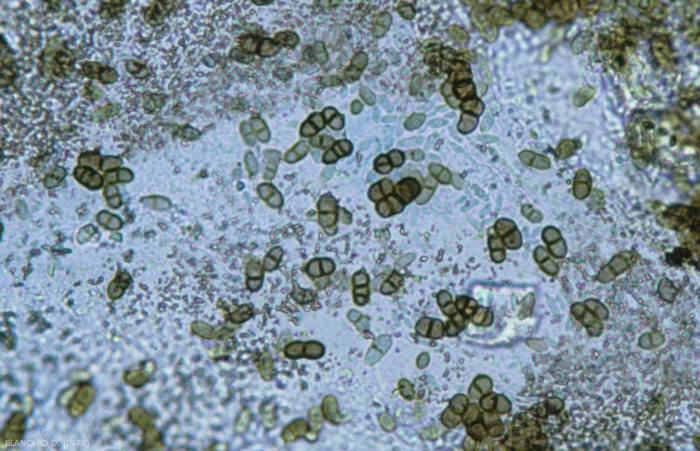 The arthroconids (or chlamydospores) of <i> Aureobasidium pullulans </i> have a thick wall and are melanized.