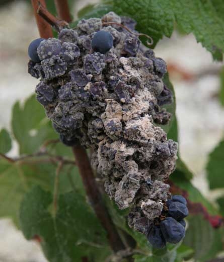 <i> <b> Trichothecium roseum </b> </i> produces a whitish mold on the surface of this berry.