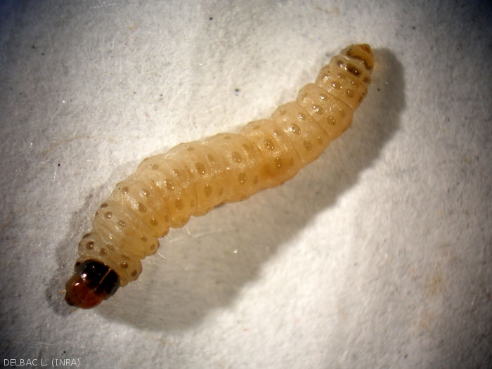 The <i> <b> Eupoecilia ambiguella </b> </i> caterpillar has a black head.