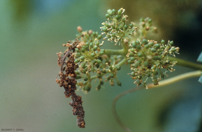 The distal part of this inflorescence colonized by <i> <b> Botrytis cinerea </b> </i> has rotted and dried out.  Some necrotic flowers have fallen.