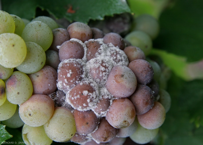 The gray mold caused by <b> <i> Botrytis cinerea </i> </b> on the surface of infected tissues consists of branched conidiophores bearing hyaline conidia.