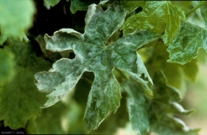 Powdery mildew is easily recognizable on a fig leaf.  This one is almost entirely powdery and strongly deformed.  <i> <b> Erysiphe necator </b> </i>