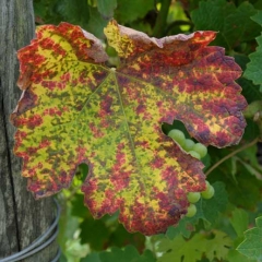 End-stage mosaic mildew.  <b> <i> Plasmopara viticola </i> </b> (Mildew)