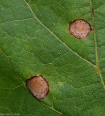 Pycnidia are clearly visible on these two spots.  <i> <b> Guignardia bidwellii </b> </i> (Black rot)