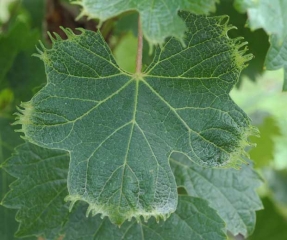 The veins of this vine leaf are much lighter and the edges of the leaf show deformations: <b> Phytotoxicity </b>