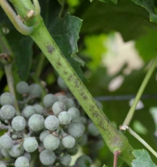Discreet brownish lesions on twig associated with the development of <i> <i> Erysiphe cichoracearum </i> </i> (powdery mildew)
