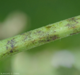 The brownish lesions on the twig correspond to the places where the mycelium of <i> <i> Erysiphe necator </i> </i> has developed and exercised its obligatory parasitism.  (powdery mildew)