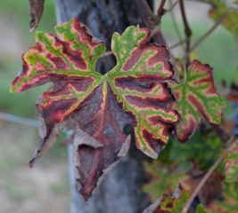 This vine leaf has a part completely necrotic under the pressure of the <b> esca </b>.