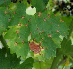 Light brown necrotic lesions edged with dark coloration on leaves indicate attack by <i> Guignardia bidwelli </i>.  (<b> Black rot </b>).