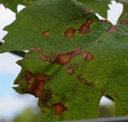 Necrotic spots of various sizes invade these vine leaves, eventually leading to their death.  <i> Guignardia bidwellii </i> (<b> black rot </b>)