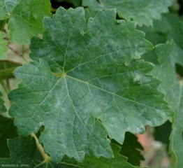 Discreet white fluffy spots dot the limb of this vine leaf.  <i> <b> Erysiphe necator </b> </i> (powdery mildew)