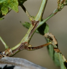 Longitudinal oily lesions of varying degrees of canker on twigs and shoot bursting indicate the presence of bacterial necrosis. <b> <i> Xylophilus ampelinus </i> </b>.