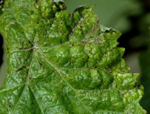 Presence of small brown and necrotic lesions along or near the primary veins resulting in the deformation of this leaf.  <b> <i> Phomopsis viticola </i> </b>.  (Excoriosis).