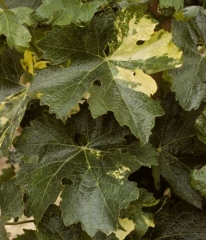 The leaf at the bottom is weakly affected by a genetic defect.  A small proportion of its blade has turned yellow.  It is not the same for the sheet located above.  <b> Genetic anomaly </b> (chimera)