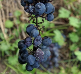 Some berries are more or less shriveled, some have taken on a rather dark purplish hue.  <i> <b> Penicillium expansum </b> </i> (Penicillium rot)