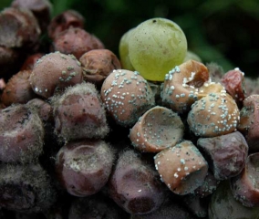 There are several berries that are particularly affected by blue rot caused by <i> <b> Penicillium expansum </b> </i>.  The more or less shriveled berries are covered with often old spore-bearing pads of a dark gray-green color.