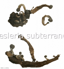 Fructifications of <b> <i> Roesleria subterranea </i> </b>.