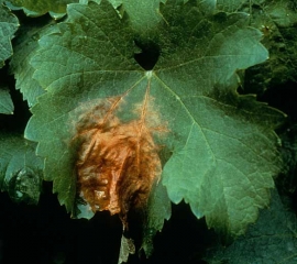 Beige necrotic spot characteristic of <b> <i> Botrytis cinerea </i> </b> on leaf.