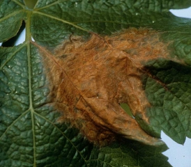 On this more advanced and extensive spot, the necrotic tissue took on a brownish tint.
 <i> <b> Botrytis cinerea </b> </i>