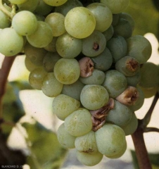 Significant symptoms of acid rot on white grape berries.