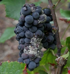 On black grape variety, <b> <i> Botrytis cinerea </i> </b> causes rotting of the reddish-brown berries.  Added to this is the presence of a characteristic gray mold on the surface of these.  <b> <i> Botrytis cinerea </i> </b> (gray mold)