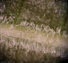 <b> <i> Erysiphe necator </i> r </b> sporulates profusely on the surface of affected tissue.  We can clearly distinguish many hyaline conidia produced in chains.  (powdery mildew)