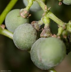 This grape berry, dull and covered by a whitish down, is entirely colonized by the powdery mildew of the vine, <b> <i> Erysphe necator </i> </b>.
