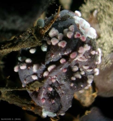 This rotten, shriveled berry is covered with spore pads of <i> Penicillium expansum </i>.  (<b><i>Penicillium</i> </b> rot)
