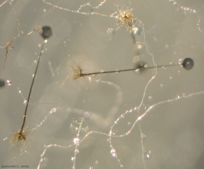 Appearance of two structures resulting from the asexual reproduction of <b> <i> Rhizopus stolonifer </i> </b>.  We can clearly distinguish the rhizoid, the sporangiophore terminated by the sporance.  (<i> Rhizopus </i> rot)