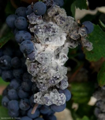 A slightly pink mold is gradually covering the portion of this bunch already affected by gray mold.  <b> <i> Trichothecium roseum </i> </b> (pink mold)