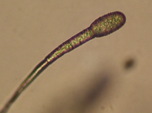 Erect conidiophore bearing a <i> <b> Erysiphe necator </b> </i> (powdery mildew) conidium