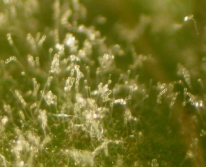 High concentration of conidiophores and chain conidia on the limb of a vine leaf.  <i> <b> Erysiphe necator </b> </i> (powdery mildew)
