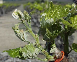 Example of flag type symptoms on vines.  <i> <b> Erysiphe necator </b> </i> (powdery mildew)