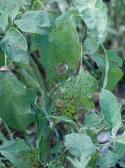 Most of the leaves of this eggplant are more or less covered with more or less extensive brown to black spots.<i><b>Alternaria beringelae</b></i> (ex <i>Alternaria solani</i>, early blight)