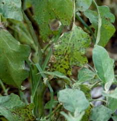 The numerous brown spots present, with a diffuse outline, lead to yellowing of the lamina, even its necrosis and are drying out. <i><b>Alternaria beringelae</b></i> (ex <i>Alternaria solani</i>, alternariose, early blight)