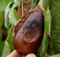 The rot is now firmly in place;  the tissues shrivel over a large area and fruiting bodies appear here and there. <i><b>Alternaria alternata</b></i> (syn <i>Alternaria tenuis</i>, alternariose)