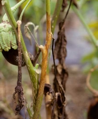 <i> <b> Botrytis cinerea </b> </i> has become established in the stem from a wound or a fully degraded leaf.  It develops there gradually, causing a chancre which surrounds it by several centimeters. (gray mold)