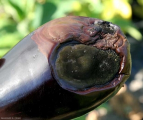 <i><b>Cladosporium</b></i> sp. (leaf spot) on eggplant fruit.