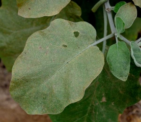 <b> Mites </b> on eggplant leaf.