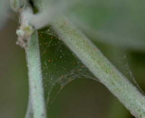 <b> Mites </b> on eggplant.